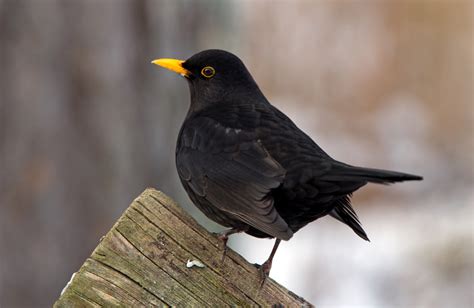 The Common Blackbird - Europe's Shadowy Songsters - Animal Corner