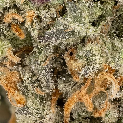 Buy Fruity Pebbles Og Jungle Ridge Best Deals In Canada Xpressgrass