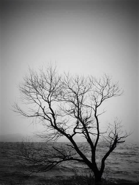 Free Images Landscape Tree Nature Branch Silhouette Cloud Black