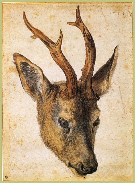 Head Of A Stag Albrecht Durer