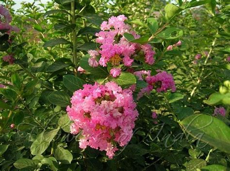 Kingdom Plantae Lagerstroemia Linnaeus Myrtle Species Plants Hot Sex