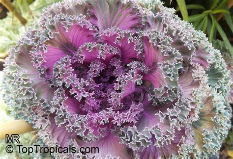 Brassica Oleracea Acephala Kale Curly Leafed Cabbage