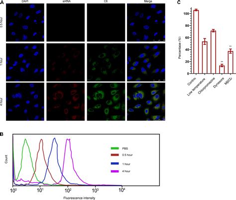 Frontiers Cd44v6 O Mwnts Loaded Gemcitabine And Cxcr4 Sirna Improves