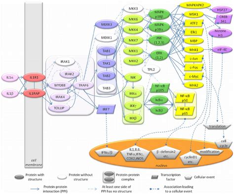 Il 1 Signaling Pathway Reconstructed By Combining Related Pathways And