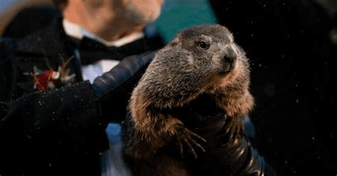 D A De La Marmota Por Qu Se Celebra Y Cu L Es Su Origen