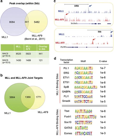 Mll1 And Mll Af9 Bind To Distinct Chromatin Regions A Venn Diagram Download Scientific