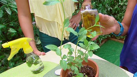 Conoce Las Plantas Que Te Ayudan A Limpiar Tu Casa Plantas Limpieza