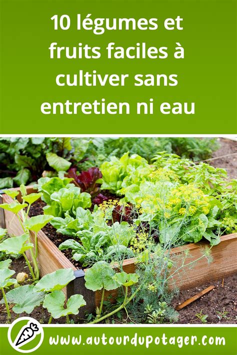 10 légumes et fruits faciles à cultiver sans entretien ni eau Potager