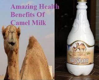 17 Amazing Health Benefits Of Camel Milk Top Natural Healthcare