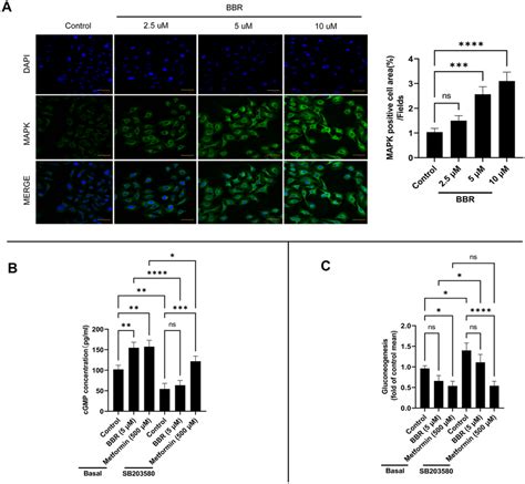 Berberine Inhibits Gluconeogenesis Via A Mapk Dependent Pathway A