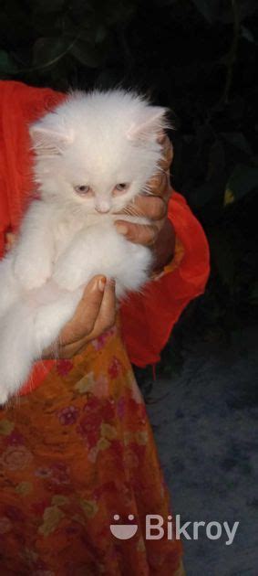 Persian Cat Male For Sale In Chuadanga Bikroy