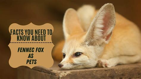 Facts And Tips You Need To Know About Fennec Fox As Pets Miles With Pets