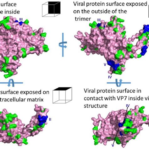 Surface Representation Of Monomeric Vp Of The Various Orientations