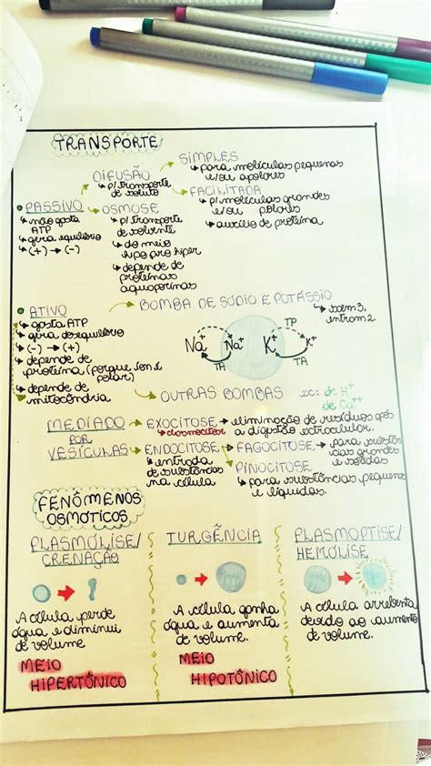 Potencial De Membrana Mapa Mental