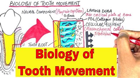 The Biology Of Tooth Movement Part 1 Orthodontics Youtube