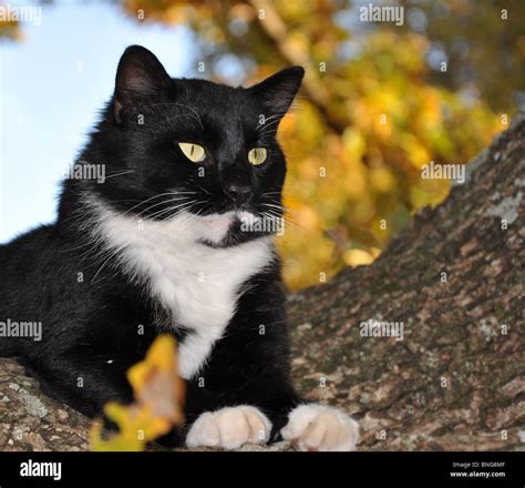 Tuxedo Cat Hi Res Stock Photography And Images Alamy