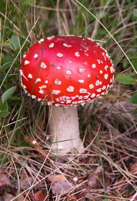 Mushroom Wikidoc