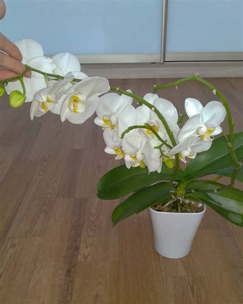 Добрый день!😘 Мой фаленопсис "Амабилис" Phal."Amabilis"🥰🌺 белый с ...