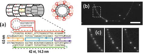 Decoration Of A Dna Nanotube With Fluorescent Agn Dna At M