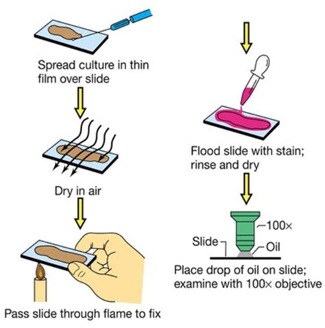 Lab Simple Staining And Gram Staining Flashcards Quizlet