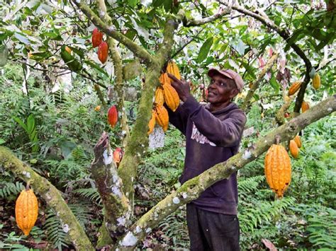 Farmers Urge Declaration Of State Of Emergency For Cocoa Sector