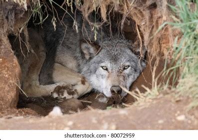 508 Wolf Den Images, Stock Photos, 3D objects, & Vectors | Shutterstock