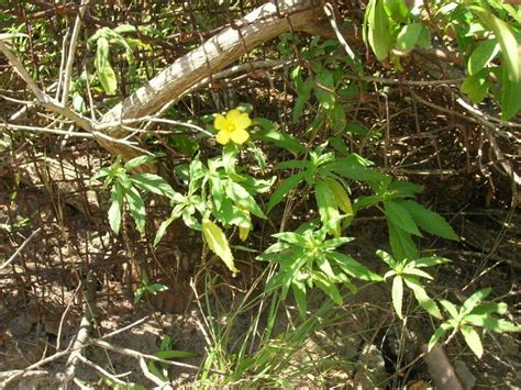 PlantFiles Pictures Turnera Species Ramgoat Dashalong Sage Rose