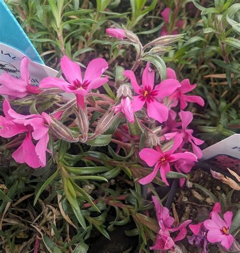 Creeping Phlox Phlox Subulata Red Wing In The Phloxes Database