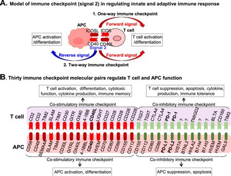 Immune Checkpoint Molecules In Innate Adaptive Immunity Interplay A