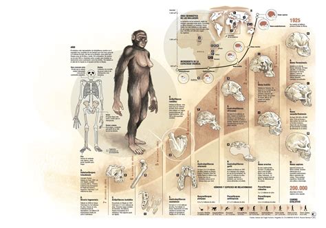 Un Nuevo Homo Amplía El Mapa De Nuestros Ancestros