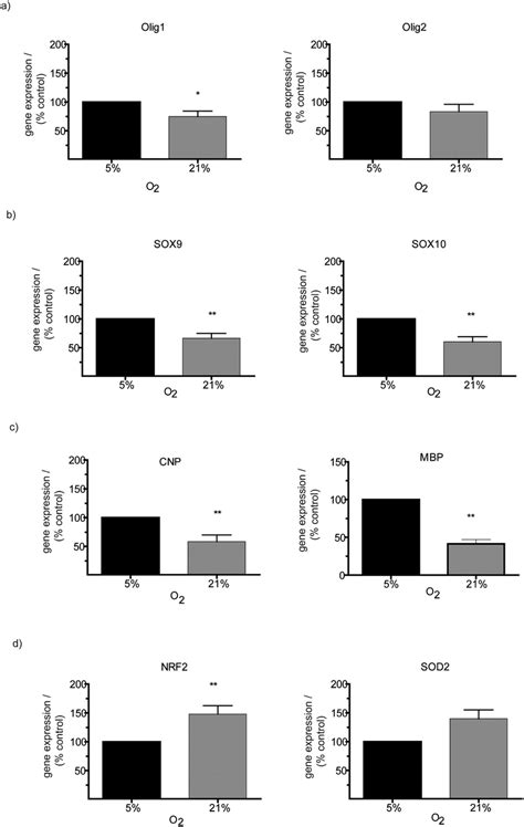 Gene Expression Of Markers Of Oligodendroglial Development And