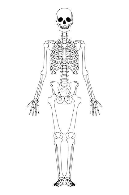 Premium Vector Skeleton Outlined Illustration Isolated Black Human