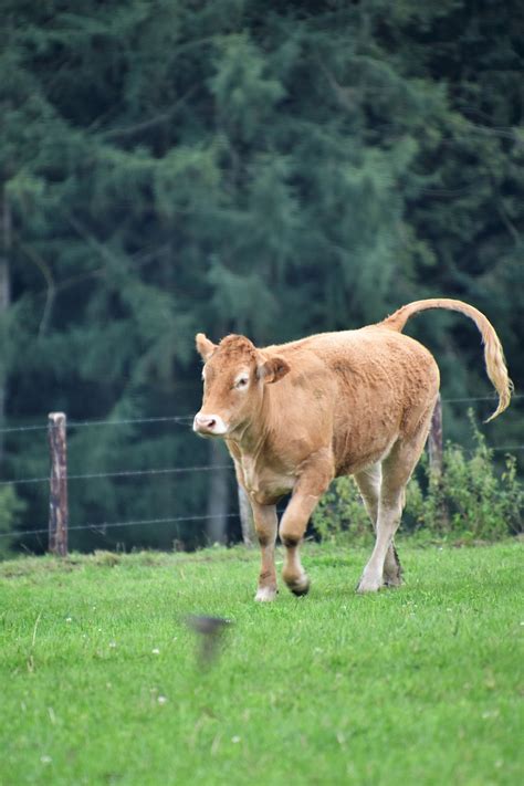 Vaca Gado Fazenda Foto Gratuita No Pixabay Pixabay