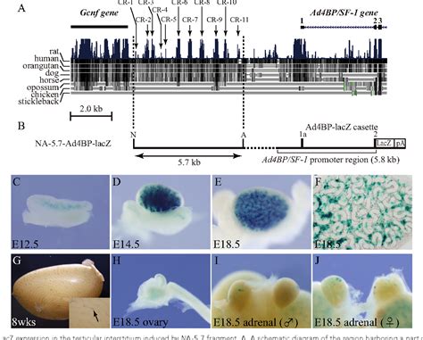 [pdf] Identification Of An Enhancer In The Ad4bp Sf 1 Gene Specific For