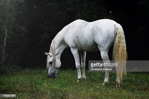 Black Lusitano Horse