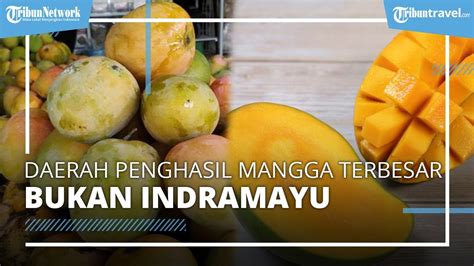 Inilah Daerah Penghasil Mangga Terbesar Di Indonesia Ternyata Bukan