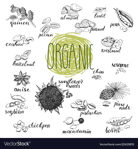 Seeds And Nuts Set Hand Drawn Sketches Of Organic Vector Image