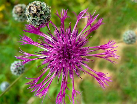 Purple sun Centaurée Cévennes Cyrus Smith NW Flickr