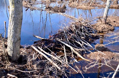 Urban Wildlife Guide: Beaver Dam