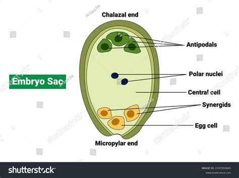 Embryo Sac Angiosperm Stock Vector Royalty Free 2197293665 Shutterstock