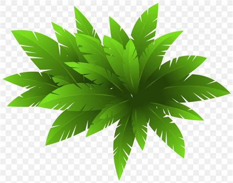 Plant Coreldraw Clip Art Png X Px Plant Cannabis Coreldraw