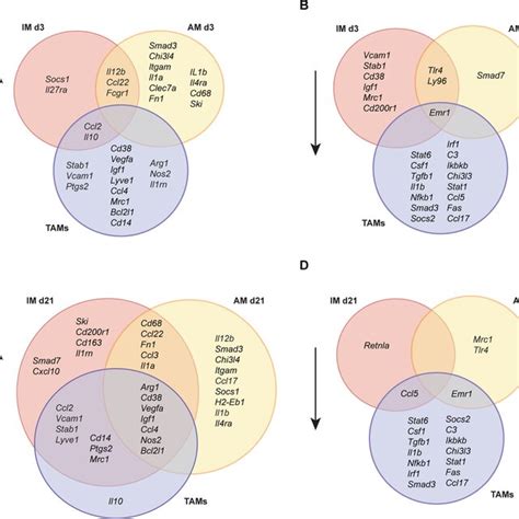 CC Chemokine Levels Increase And The Expression Of Their Cognate