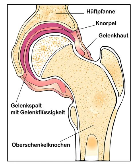 Knorpel Aufbau Funktion Krankheiten Medlexi De