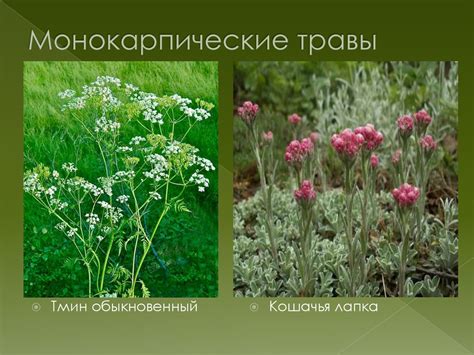 Жизненные формы растений - online presentation