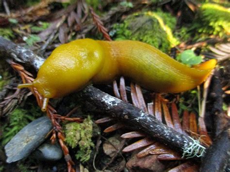 Banana Slug At Redwood National Park Redwood Forest Slug Wild Life