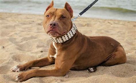 Collares Para Perros Pitbull Cu L Comprar Smylepets