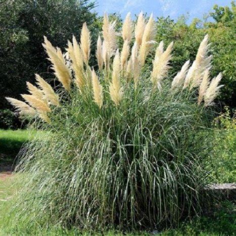 Cortaderia Selloana Herbe De La Pampa La Boutique Derly