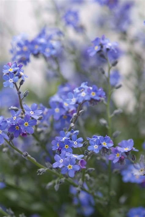 Myosotis - Perennial Power