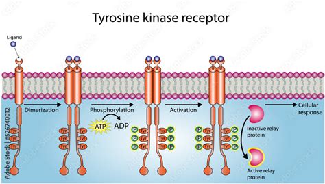 Vektorová grafika Tyrosine kinase receptor Dimerization