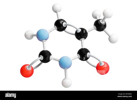 Thymine Stock Photos & Thymine Stock Images - Alamy